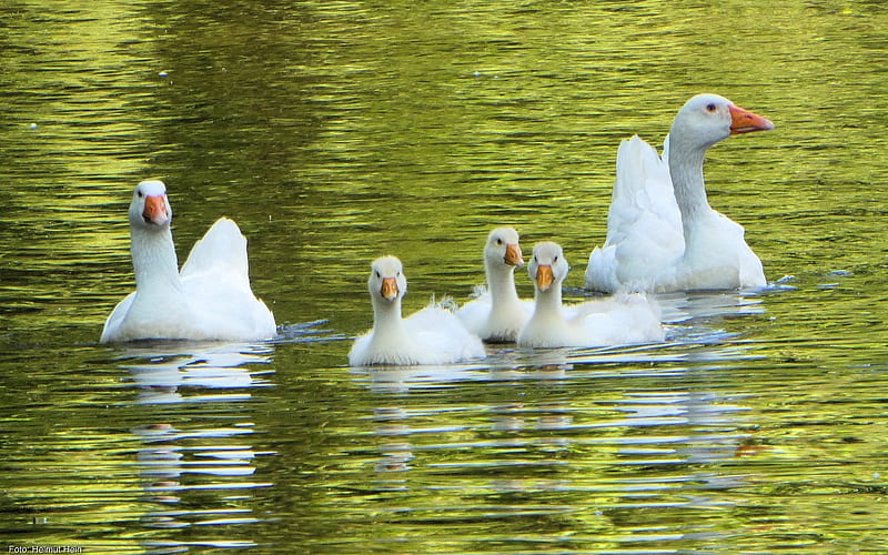 Goose Family, family, birds, geese, white, water, HD wallpaper