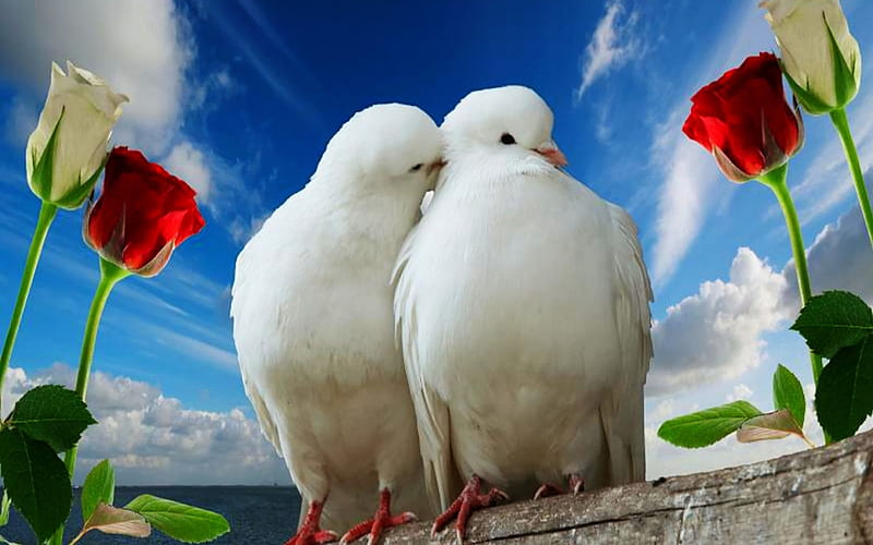 Give A Little Love, doves, love, birds, pigeons, roses, sky, blue, HD wallpaper