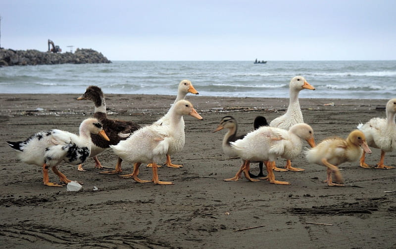 Ducks In Beach, beach, iran, duck, sea, HD wallpaper