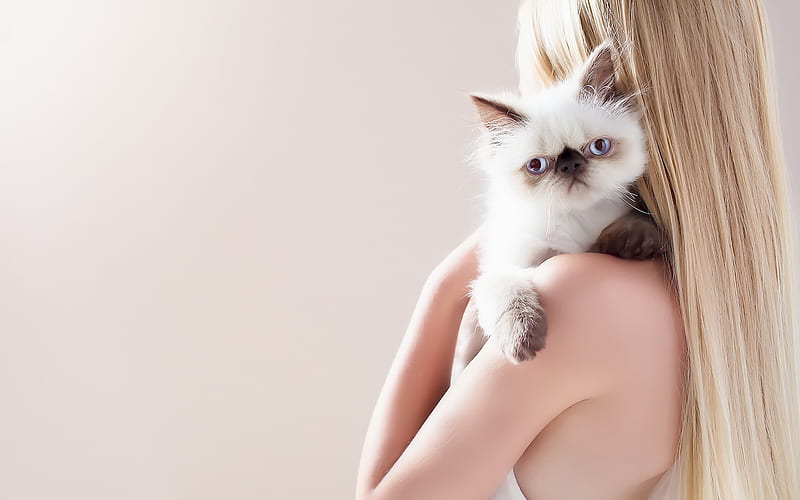 Himalayan cat, small fluffy kitten, cat on hands, kitten with blue eyes, cute animals, pets, Colourpoint Persian, Longhaired Colourpoint, HD wallpaper