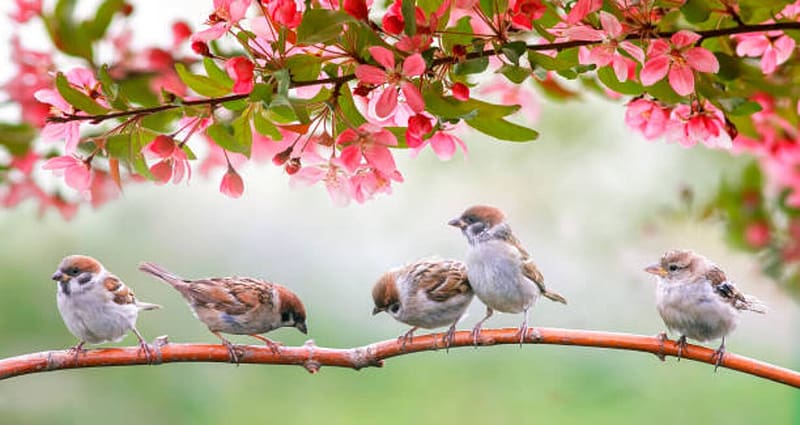 Sparrows, Apple blossom, Branch, Pink, Garden, HD wallpaper