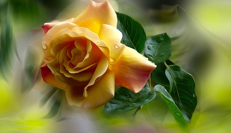 Yellow Rose, Abstract, Yellow, Rose, Water drops, HD wallpaper | Peakpx