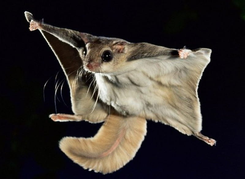 flying squirrel in flight, gliding, bushy, tail, long, HD wallpaper