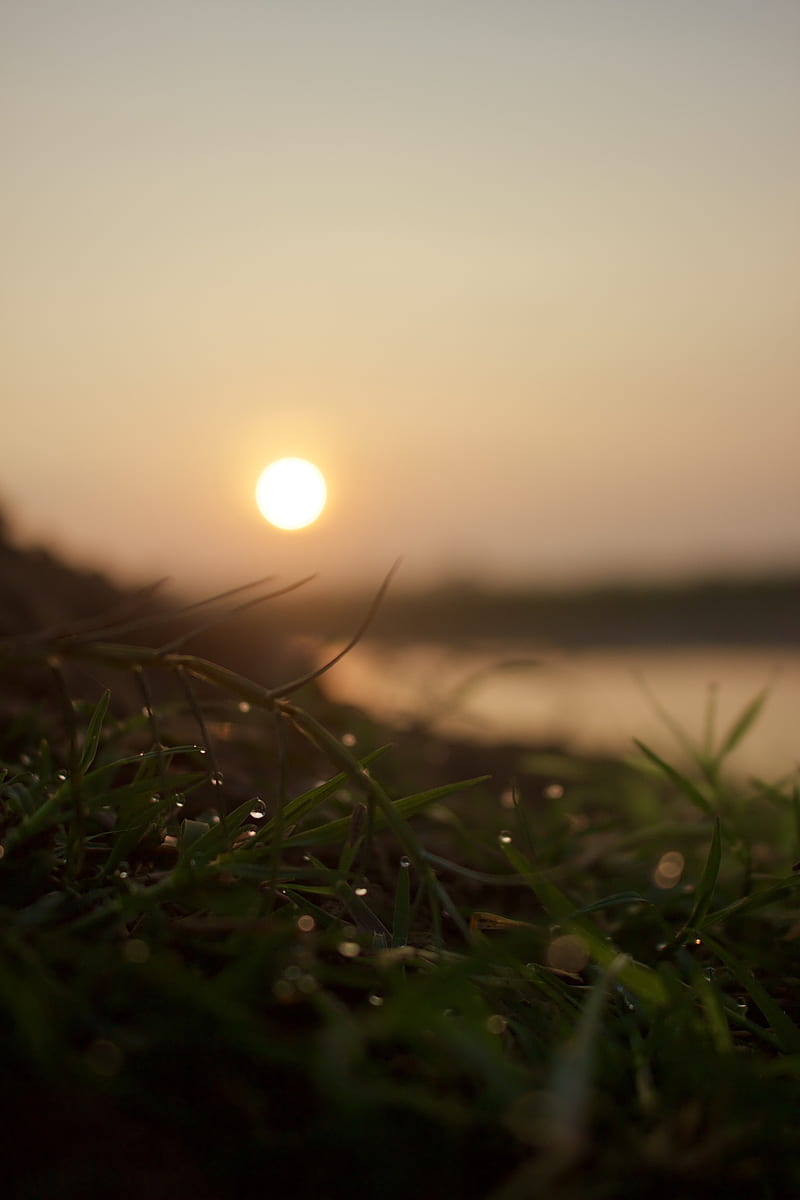 Sunrise with dew, bonito, grass, morning, nature, HD phone wallpaper