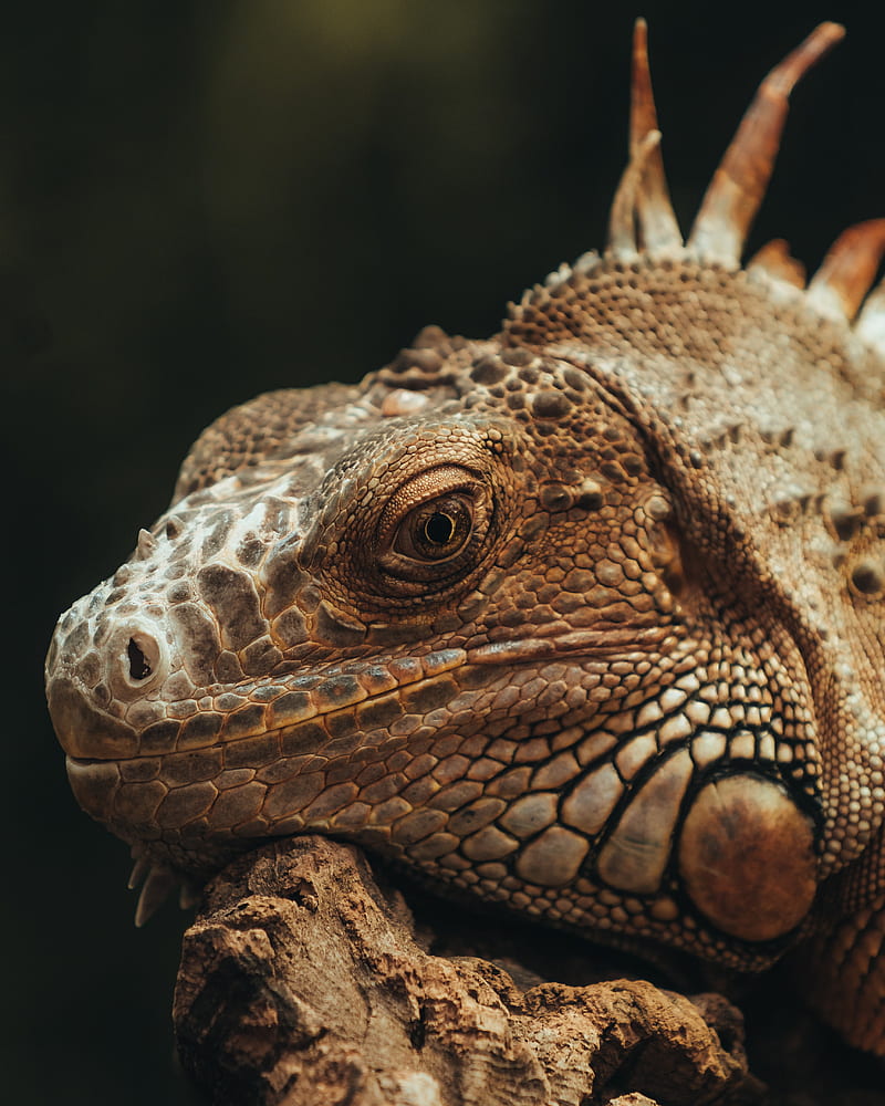 iguana, lizard, glance, scales, HD phone wallpaper