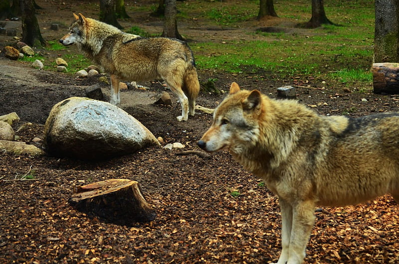 My Visit at the Wolfpark, gres, predators, stones, trees, wolves, HD wallpaper