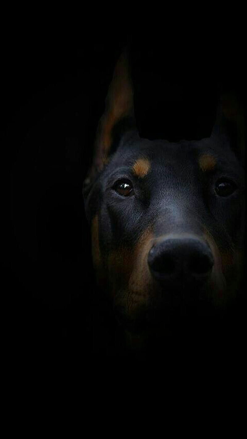 Black dog, animal, dark, dog, face, HD phone wallpaper | Peakpx
