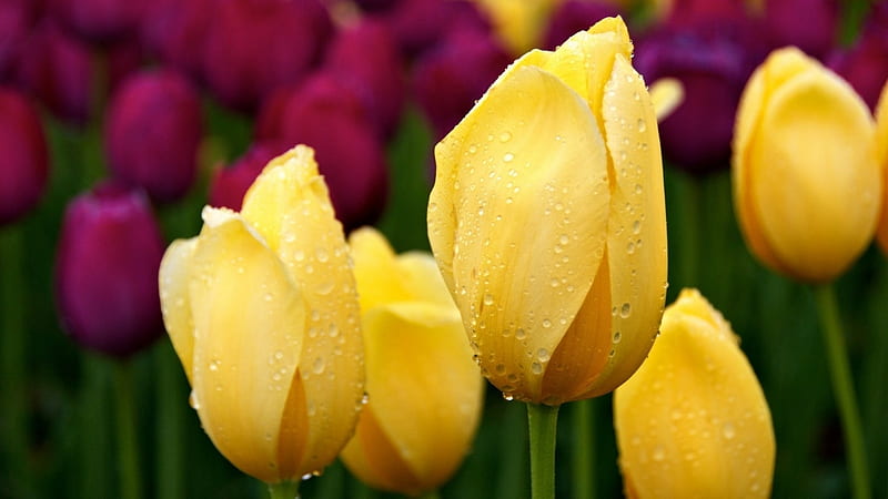 Yellow Tulips, Tulips, Yellow, Flowers, Plants, HD wallpaper