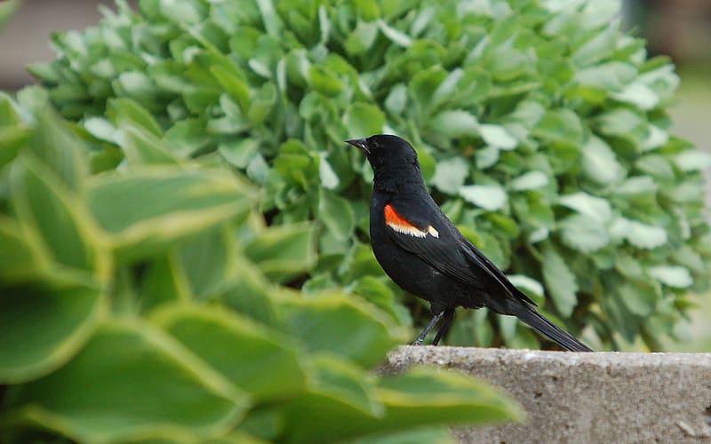 Birds, Animal, Red Winged Blackbird, HD wallpaper
