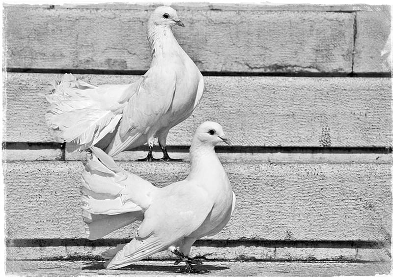 10-unraveled-secrets-is-it-rare-to-see-a-white-dove