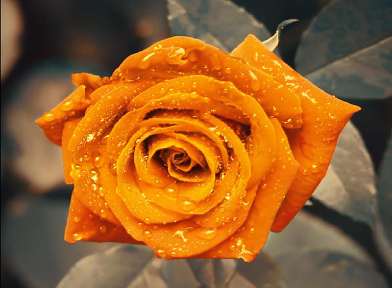 magical orange rose, pretty, lovely, orange, rose, delicate, nice, plants, flower, nature, blooms, HD wallpaper