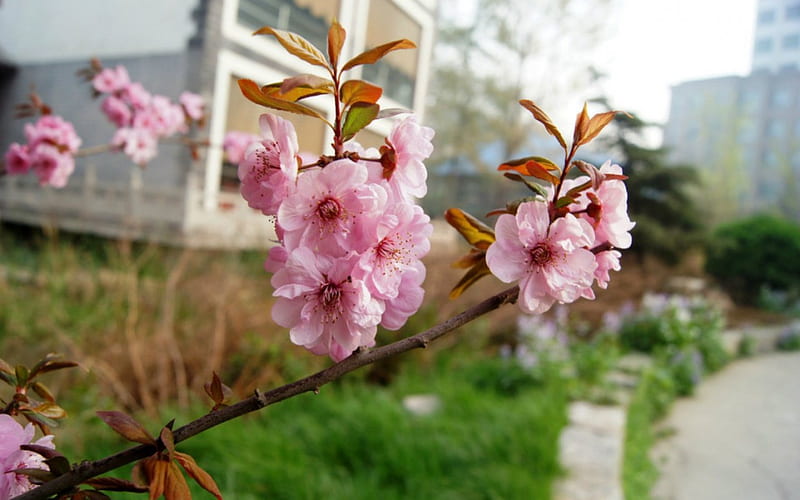 Peach blossom, flowers, nature, spring, pink, HD wallpaper