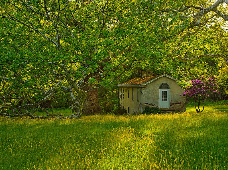 Abandoned Places Ultra, Seasons, Spring, Nature, bonito, Landscape, Green, Scenery, House, Tree, Time, Model, que, Nikon D800, Valley Forge, Creative 52, Elisabeth Post, Liz Post, Nikkor 70-200mm, Spring 2014, transformation, HD wallpaper