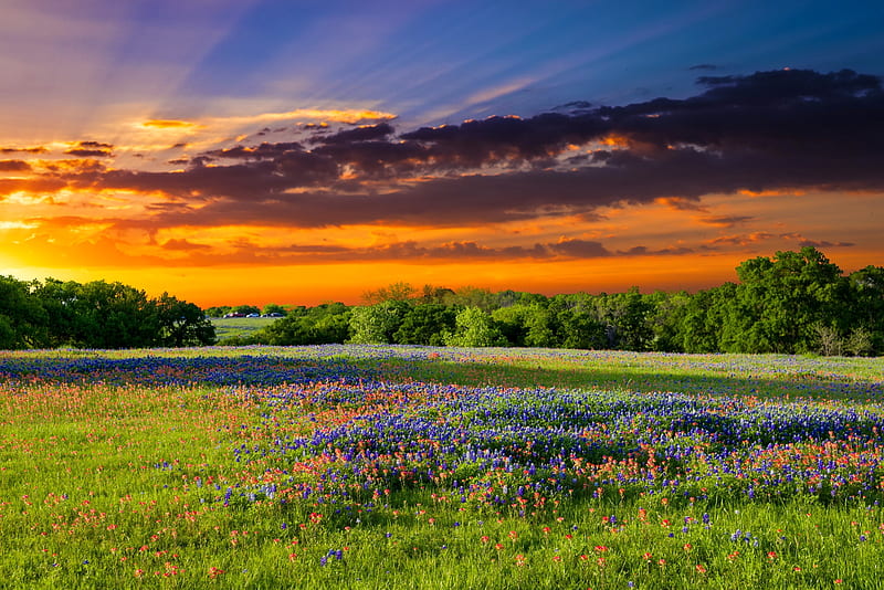 Texas pasture filled with bluebonnets, Texas, colorful, amazing, fiery, bonito, sky, bluebonnets, wildflowers, summer, pasture, sunrise, field, HD wallpaper