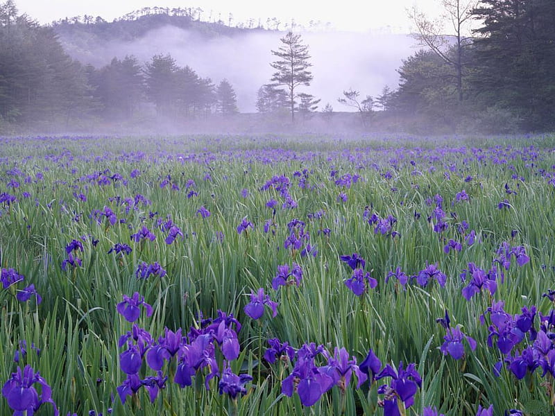 Iris-meadow-in-the-mist-near-Hiroshima, purple, flowers, nature, morning, field, HD wallpaper