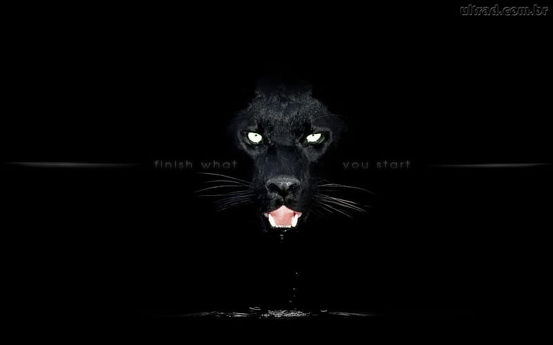 Finish What You Start, leopard, feline, big cat, black leopard, panther, HD wallpaper