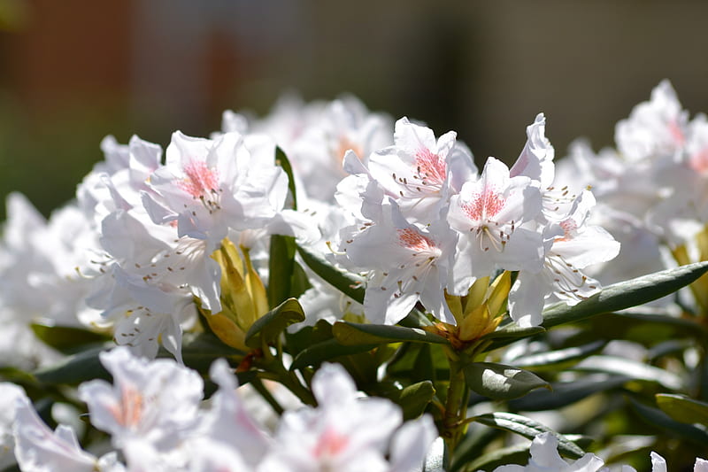 White Rhododendron, may, spring, Rhododendron, white, azalea, HD wallpaper