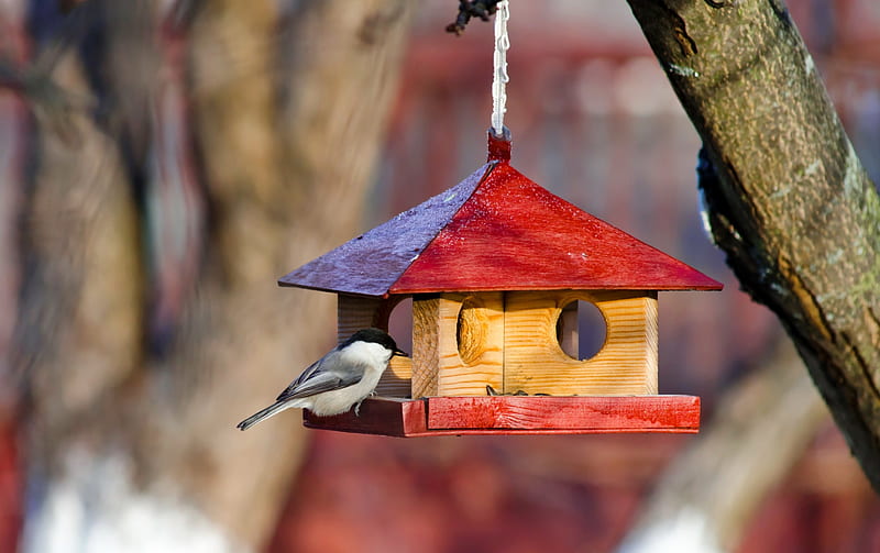 Bird feeder, spring, park, sweet, cute, tree, bird, birdhouse, wooden, HD wallpaper