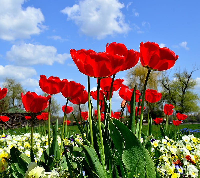 Spring Flowers, red, HD wallpaper