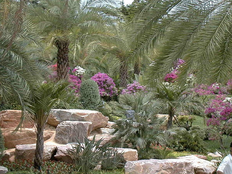 Rocky Garden, rocks, grass, flowers, tropical, palms, HD wallpaper