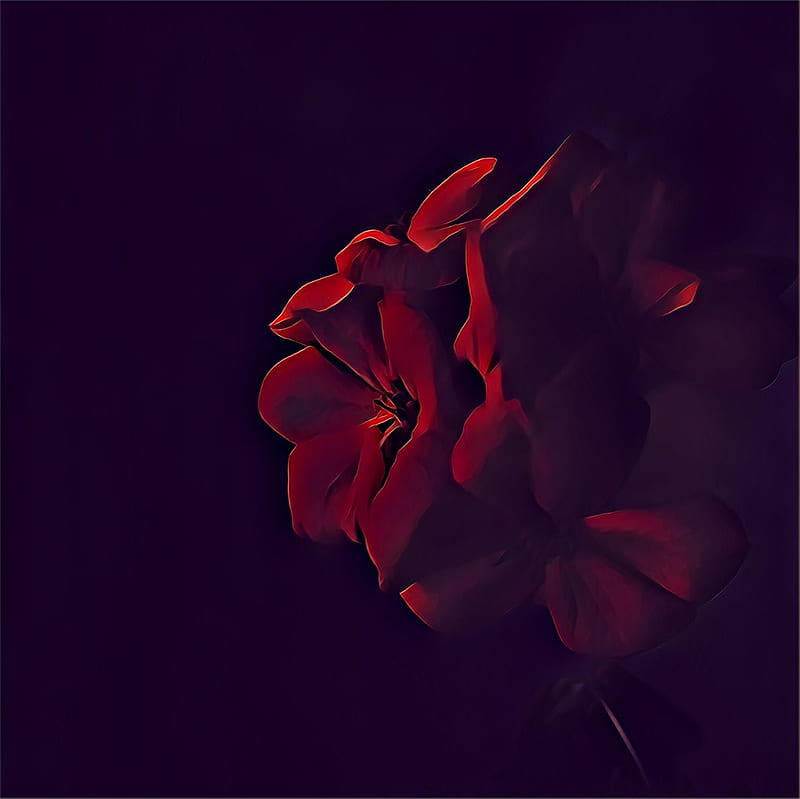 bloody black rose wallpaper