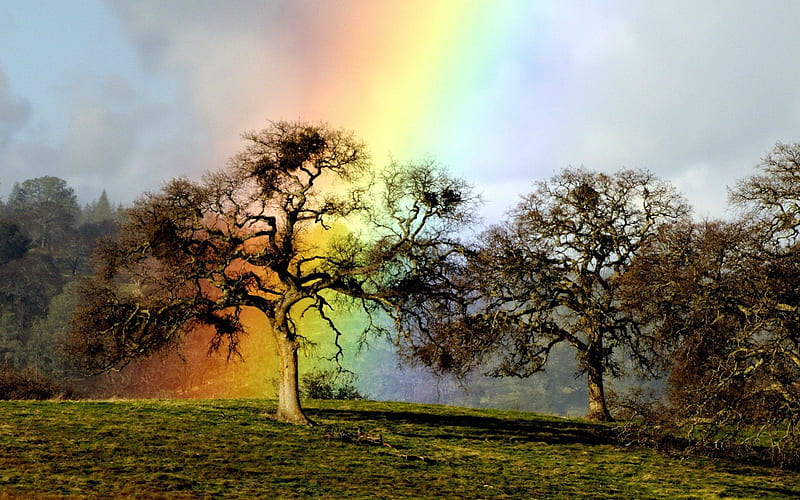 Rainbow over Hilltop Trees, hills, rainbows, nature, trees, HD wallpaper