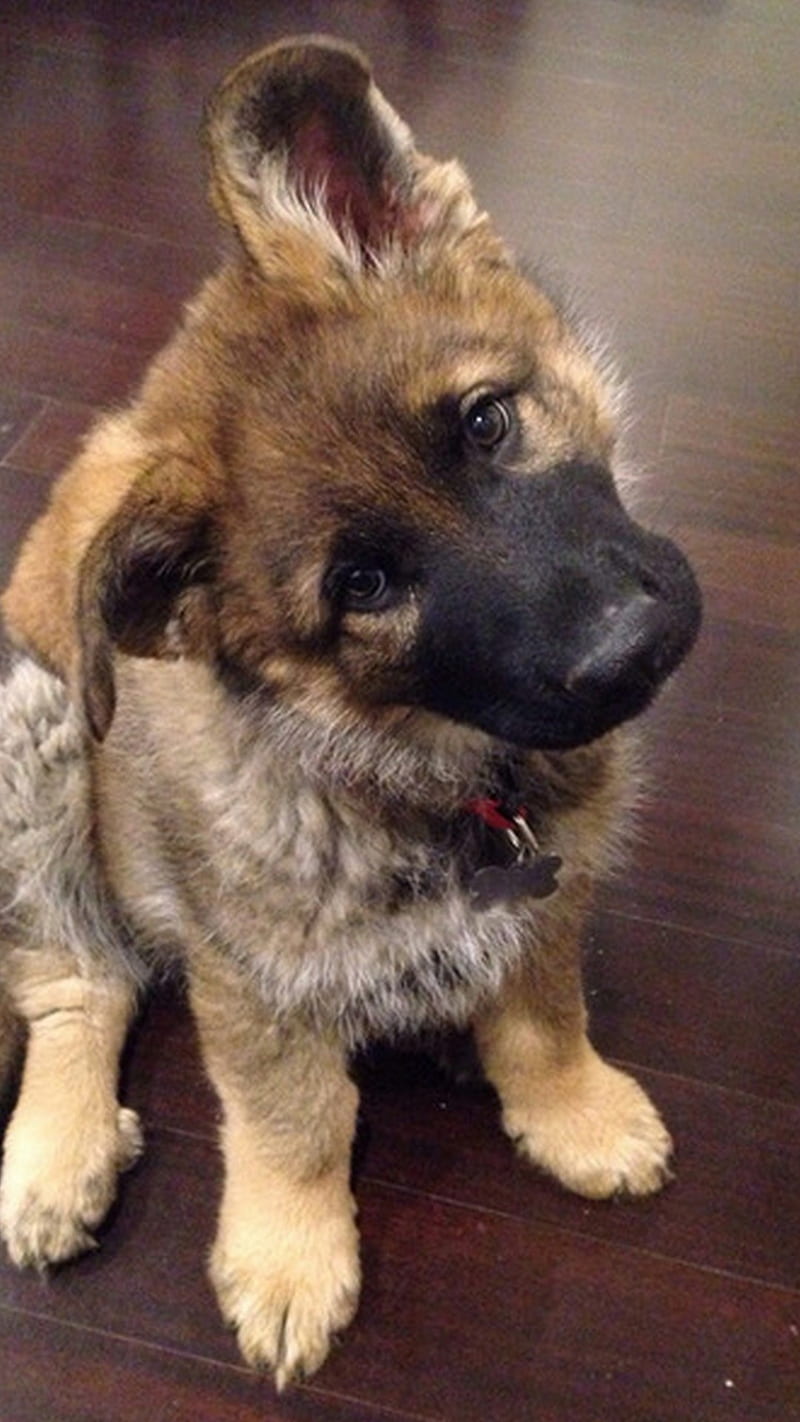 1 month year old pup, dog, german, shepherd, HD phone wallpaper