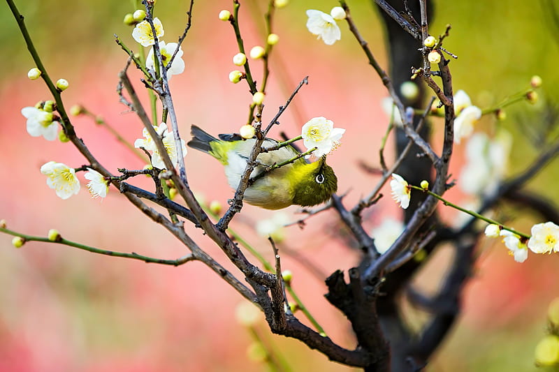Birds, Japanese white-eye, Bird, Wildlife, HD wallpaper