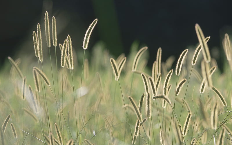Bristle Grass, HD wallpaper