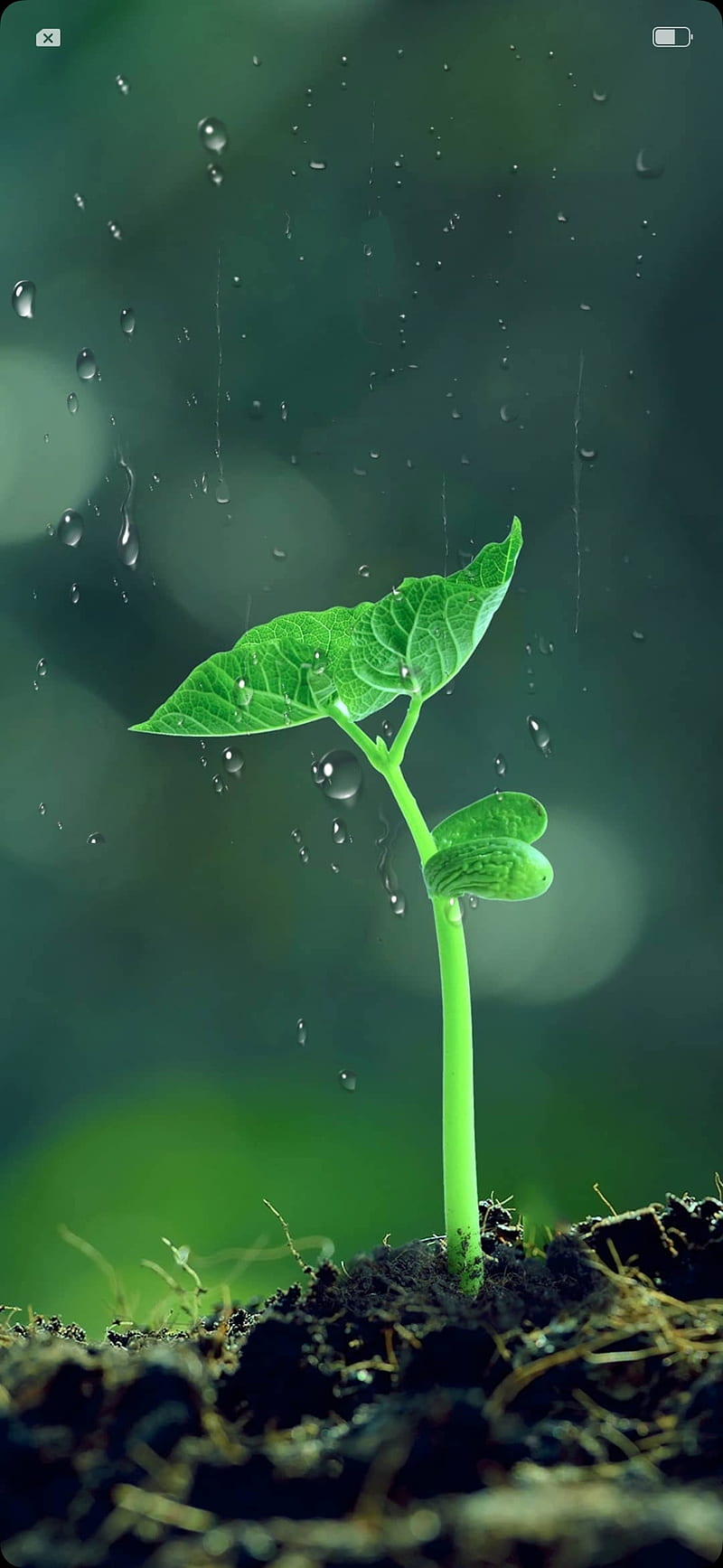 Little plant, green, dark, HD phone wallpaper | Peakpx