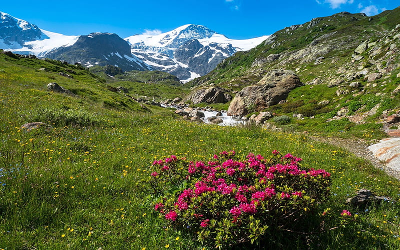 Alpine Meadow, red flowers, nature, mountains, meadow, HD wallpaper
