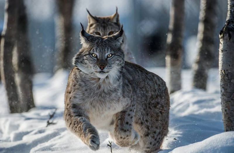 Running lynxes, forest winter, predators, snow wild, wild cats, wildlife, nature, lynx, cats, big cats, animals, HD wallpaper
