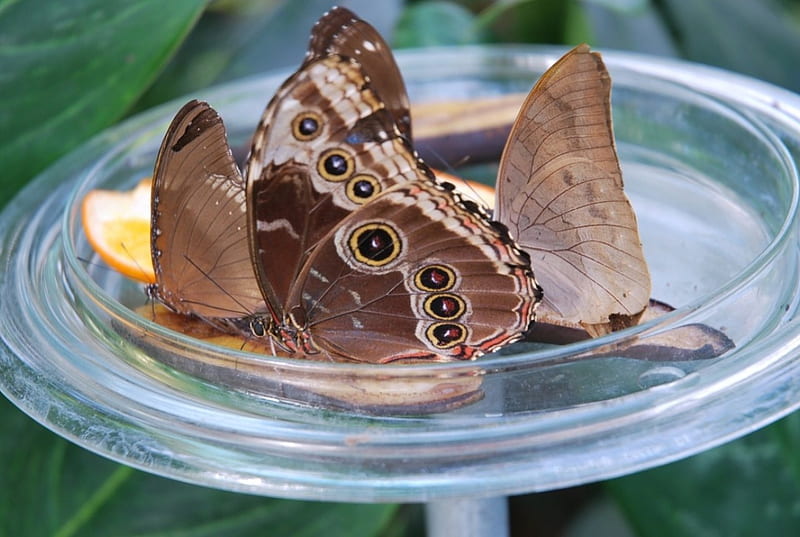 Peleides Blue Morpho, glass, water, wings, closed, insects, HD wallpaper