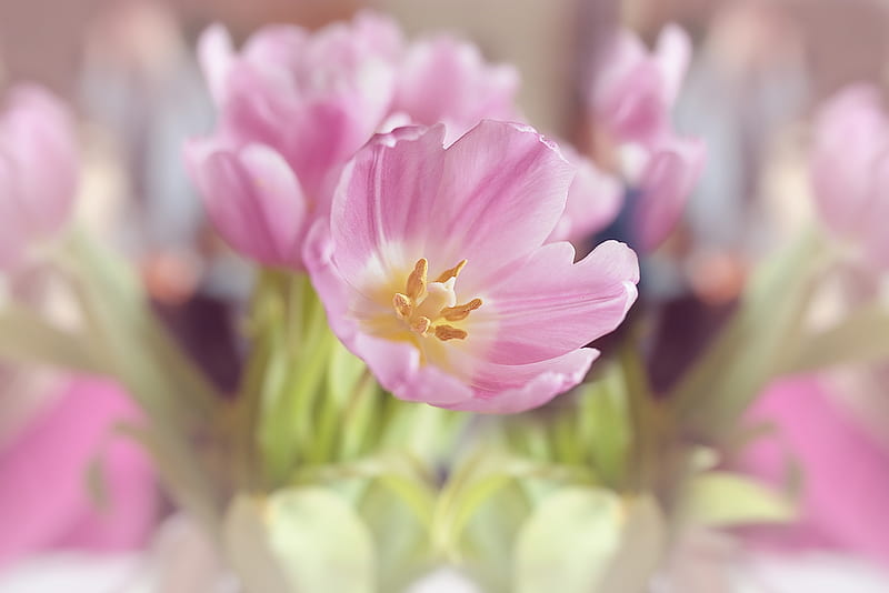 Pink Petaled Flowers, HD wallpaper