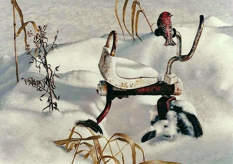 Forgotten, tricycle, bird, snow, reeds, finch, winter, HD wallpaper