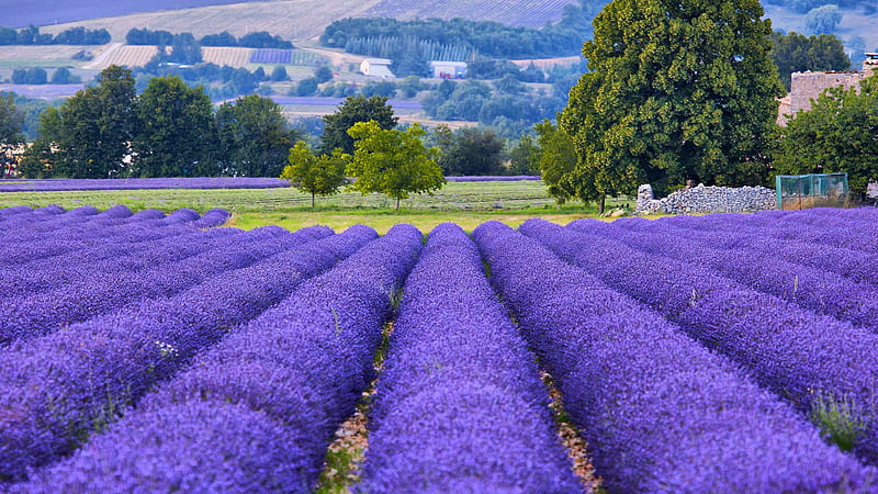 Flowers, Lavender, Field, France, Nature, Provence, HD wallpaper