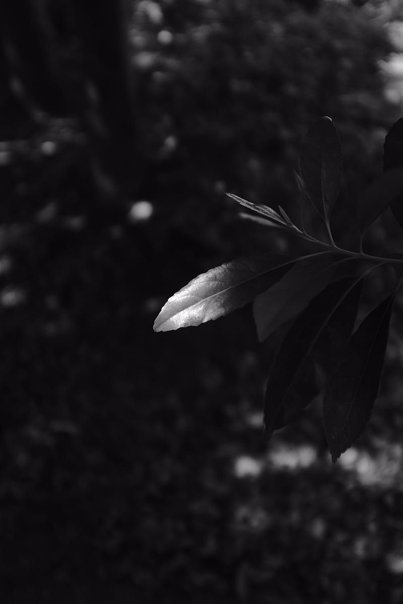 branches, leaves, bw, macro, HD phone wallpaper