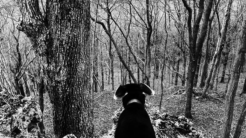 Old Dog in the Woods, Fall, Forest, Woods, Dog, Wind, Black and White, Lab, Autumn, HD wallpaper