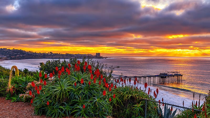 Coastal aloe, beach, sunset, fiery, sea, coast, San Diego, USA, pier, beautiful, sky, flowers, ocean, HD wallpaper