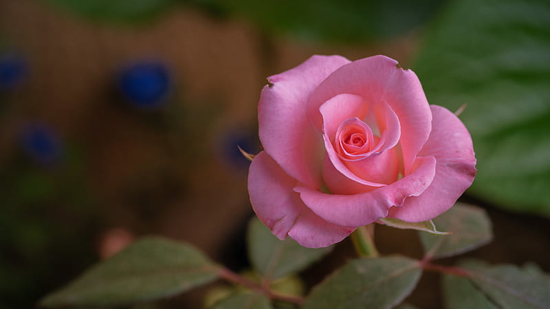 Page 50, HD the rose roses wallpapers