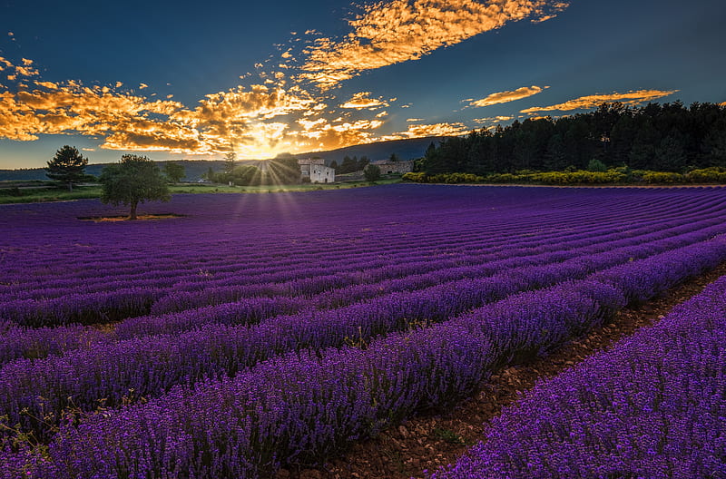 Flowers, Lavender, Field, France, Landscape, Provence, Sunset, HD wallpaper