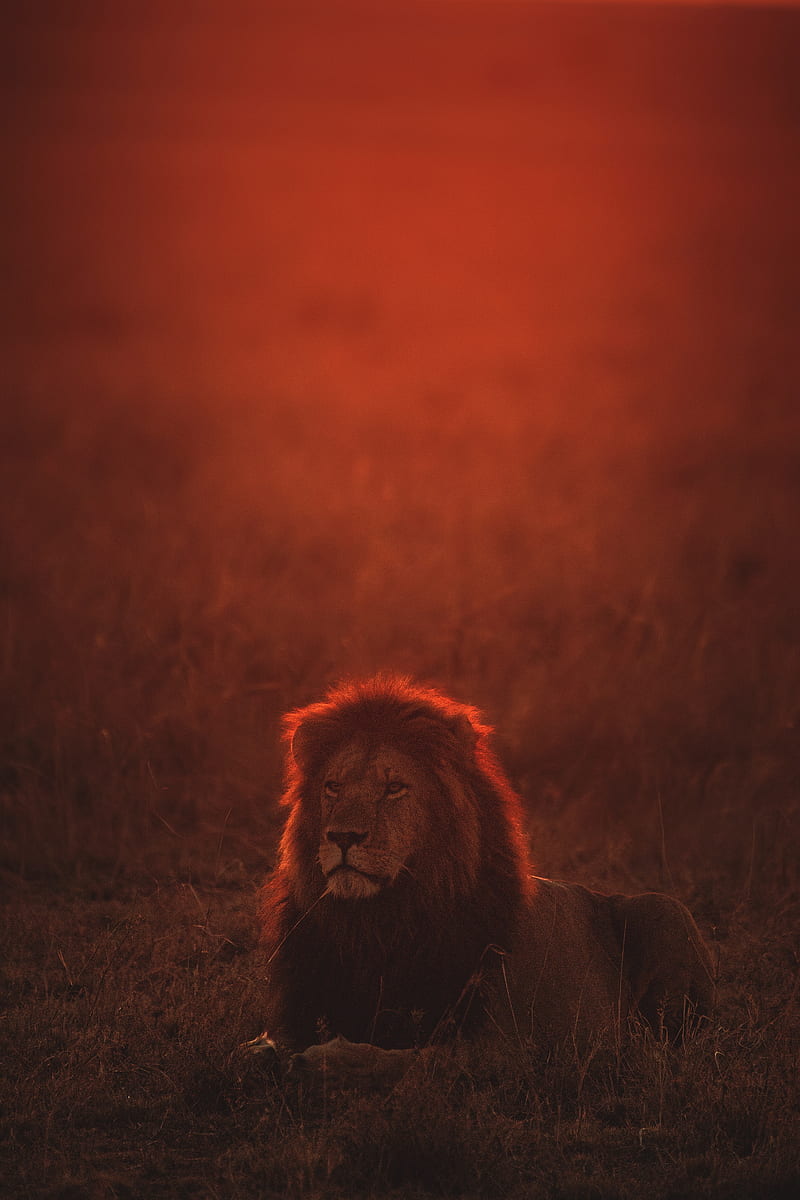 lion, big cat, predator, twilight, wildlife, HD phone wallpaper