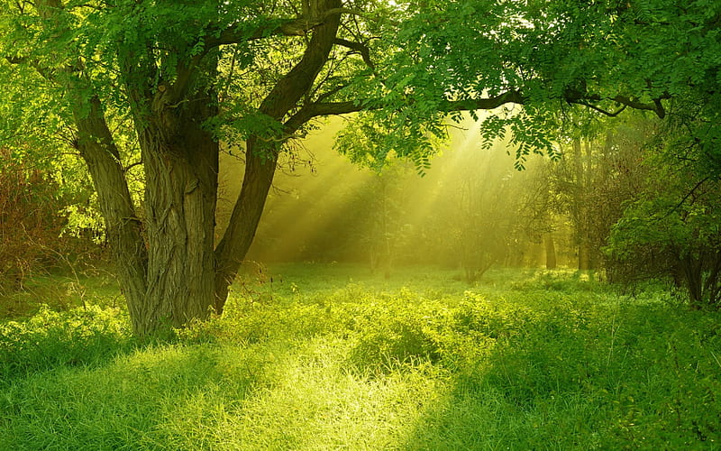Golden sunray through green trees, tree, nature, sunray, green, HD wallpaper