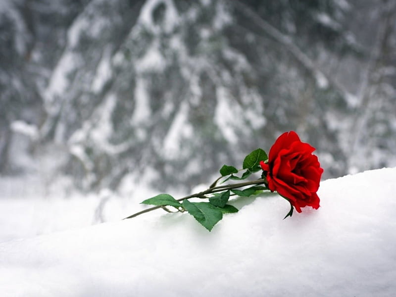 End of love, red, rose, snow, winter, HD wallpaper