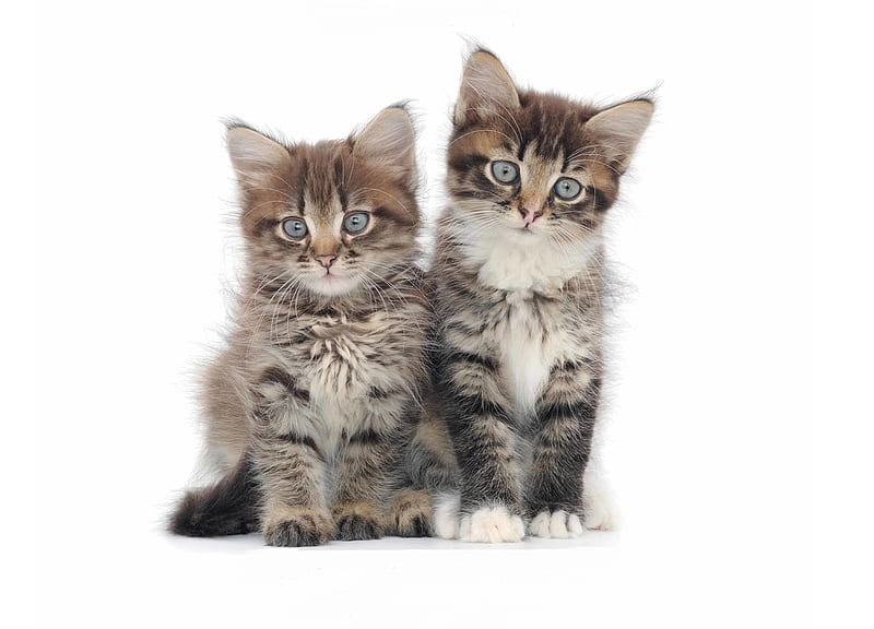 Kittens, cute, coupel, cat, kitten, animal, pisica, HD wallpaper | Peakpx