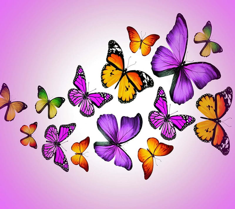 Purple Butterflies, good, look, nice, HD wallpaper