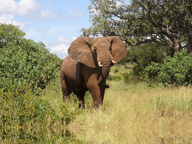 African Elephant, brown, grass, gray, elephant, african, trees, sky, clouds, green, tough, grazing, nature, animals, blue, HD wallpaper