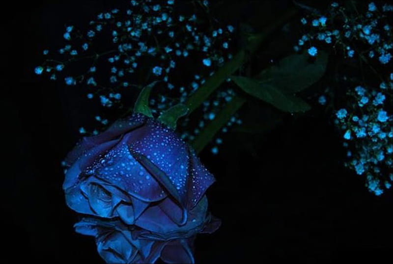 Blue Roses Wallpapers  Wallpaper Cave