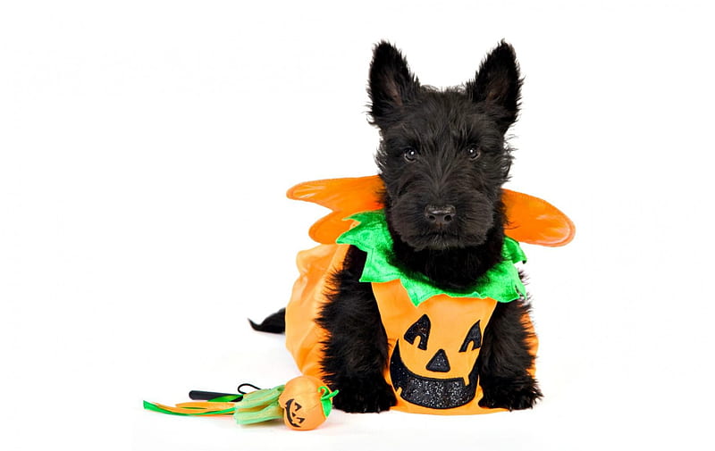Happy Halloween!, costume, green, orange, halloween, black, white, puppy, dog, HD wallpaper