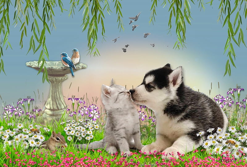 Sweet Friendship, lovely, birdbath, cat, softness, Dog, friendship, love, digital, flowers, animals, HD wallpaper